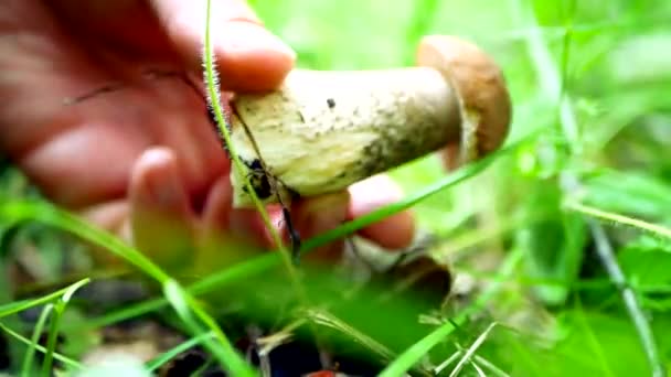 손으로 본 숲 속 버섯 — 비디오