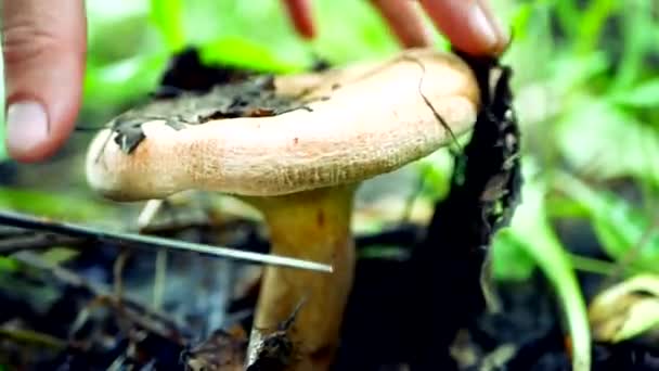 Una mano de hombre con un cuchillo corta hongos comestibles que crecen en la hierba en el bosque — Vídeos de Stock