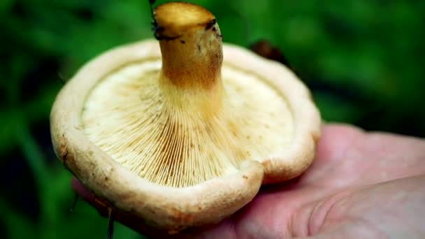 Mans hand visar bara skära svamp i skogen — Stockvideo