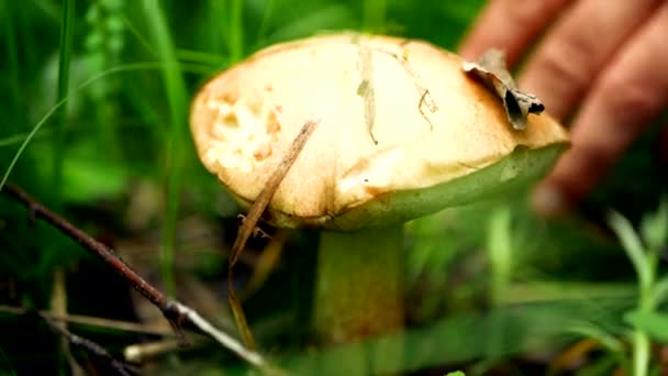 Рука человека с ножом режет съедобный гриб, который растет в траве в лесу. — стоковое видео