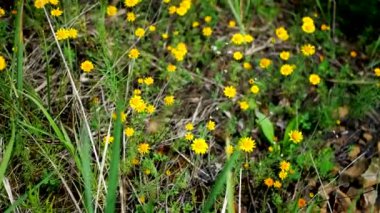 Cota tinctoria, altın marguerit, sarı papatya çayı