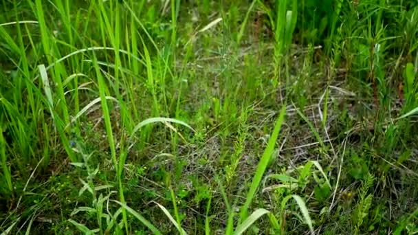Высокая зеленая трава светится под солнцем на краю леса — стоковое видео
