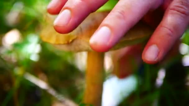 Una mano de hombre con un cuchillo corta hongos comestibles que crecen en la hierba en el bosque — Vídeos de Stock