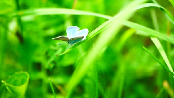 Hermosa mariposa azul en el tallo de la hierba. Palos Verdes mariposa azul — Vídeos de Stock