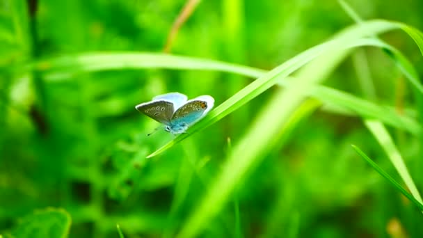 Bela borboleta azul no caule da grama. Palos Verdes borboleta azul — Vídeo de Stock