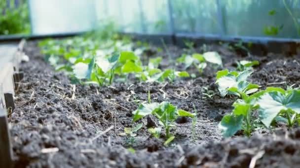 Brotes de plantas de pepino se encuentra en un invernadero — Vídeos de Stock