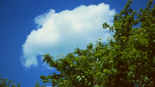Groene boom tegen de lucht met wolken. — Stockvideo