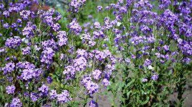 Leylak mavisi çiçeklerin üzerinde oturan lahana kelebekleri. Beyaz kelebekler Hesperis Matronalis Dames Roket yakınlarında uçuyor.