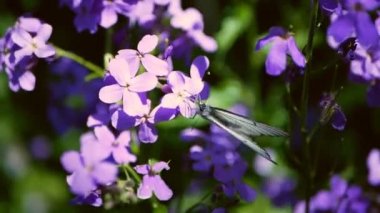Leylak mavisi çiçeklerin üzerinde oturan lahana kelebekleri. Beyaz kelebekler Hesperis Matronalis Dames Roket yakınlarında uçuyor.