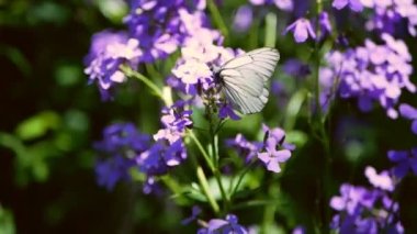 Leylak mavisi çiçeklerin üzerinde oturan lahana kelebekleri. Beyaz kelebekler Hesperis Matronalis Dames Roket yakınlarında uçuyor.