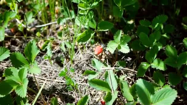 Maduro de fresa creciendo en el bosque. Clip De Vídeo