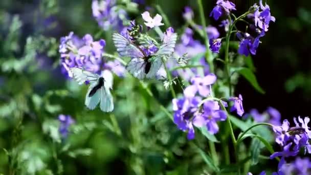 Капустные бабочки сидят на сиреневых голубых цветах. Белые бабочки летают рядом с Hesperis matronalis Dames Rocket — стоковое видео