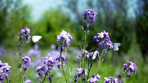 卷心菜蝴蝶栖息在紫丁香蓝花上.白色蝴蝶在Hesperis matronalis Dames Rocket附近飞行 — 图库视频影像