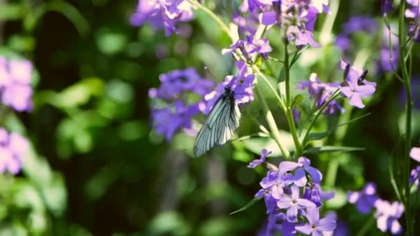 Cabbage butterflies sitting on lilac blue flowers. White butterflies fly near Hesperis matronalis Dames Rocket