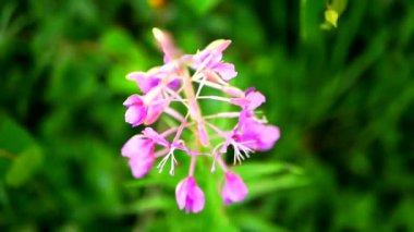 Çiçekler ateş otu veya pembe söğüt ağacı