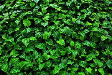 güzel yeşil betel doku arkaplanı bırakır