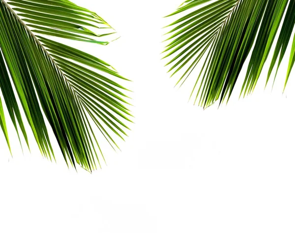 Palms Leaf White Background — Stock Photo, Image