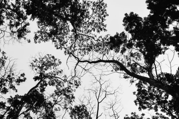Belo Galho Árvore Isolado Fundo Branco Pálido — Fotografia de Stock