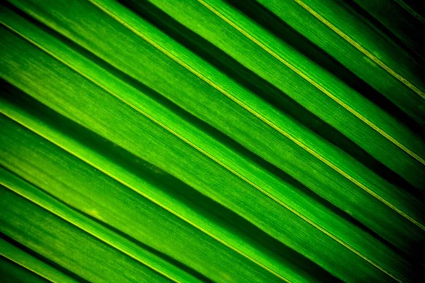 Линии Текстуры Зеленых Пальмовых Кокосовых Листьев — стоковое фото