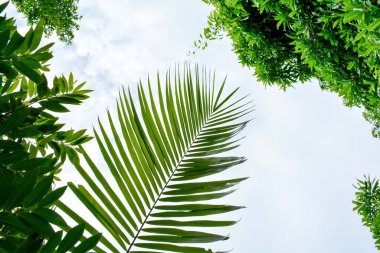 Ormanda hindistan cevizi yaprağı