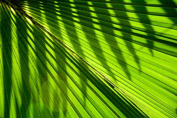 Líneas Texturas Hojas Palma Verde —  Fotos de Stock