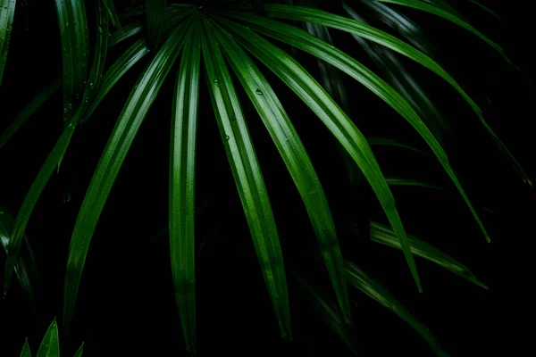 Motifs Feuilles Palmier Vert Dans Forêt Tropicale Lumière Ombre — Photo