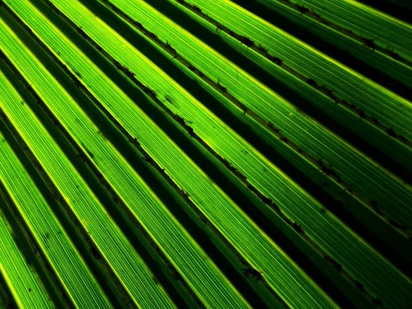 Líneas Texturas Hojas Palma Verde Con Sombra —  Fotos de Stock