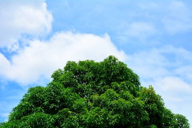 Güzel ağaç ve gökyüzü.