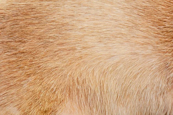 毛皮猫の茶色とオレンジ クローズアップ — ストック写真