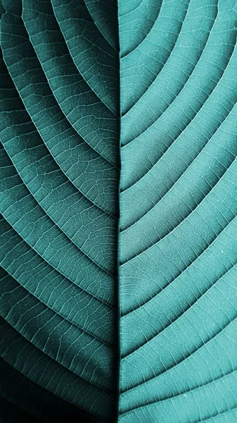perfect blue leaf patterns - closeup