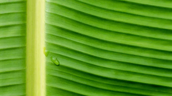 Gotas Agua Sobre Fondo Hojas Plátano Verde — Foto de Stock