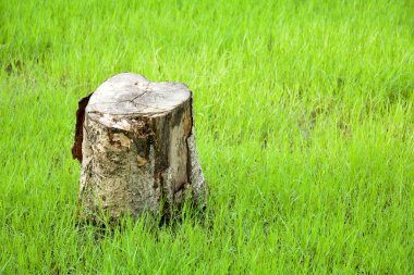 Yaşlı ve yapayalnız, yeşil çimlerde.