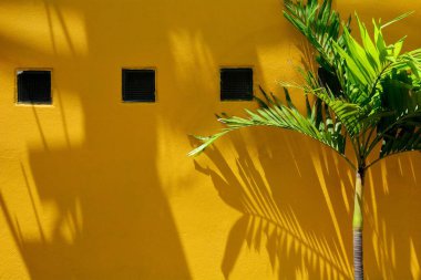 Sarı duvarda palmiye yaprağı gölgesi