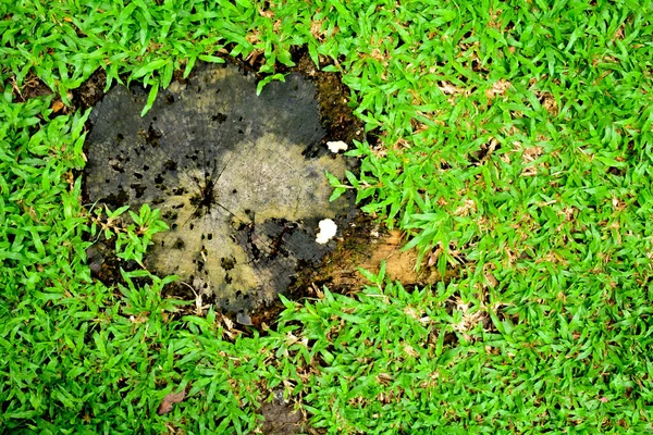 Old Alone Stump Green Lawn — Stock Photo, Image