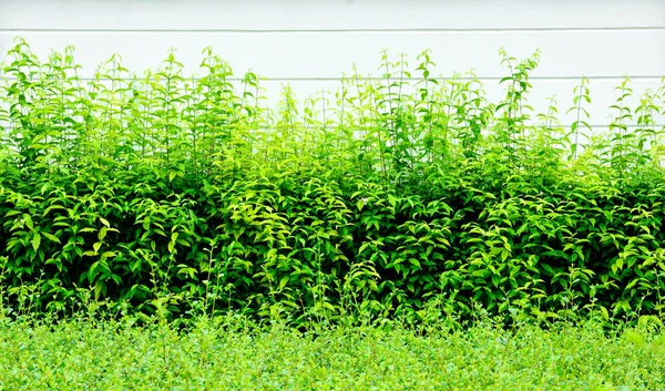 Grön Liten Trädvägg — Stockfoto