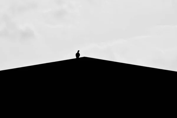 Silhouette Alone Pigeon Roof — Stock Photo, Image