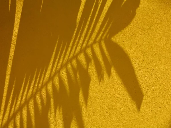 Σκιά Από Φύλλα Φοίνικα Στον Κίτρινο Τοίχο — Φωτογραφία Αρχείου