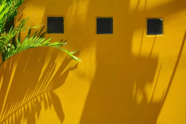 黄墙上的棕榈叶阴影 — 图库照片