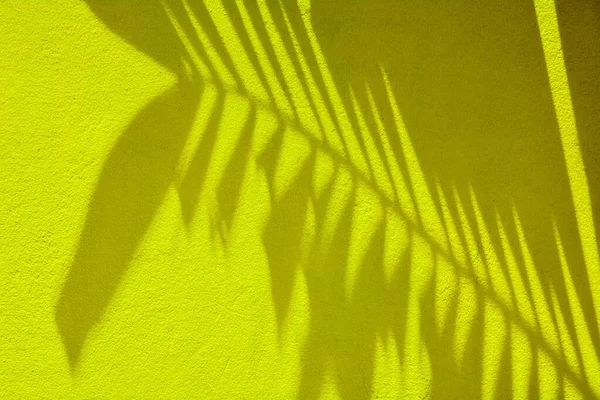 Sombra Folha Palma Parede Amarela — Fotografia de Stock