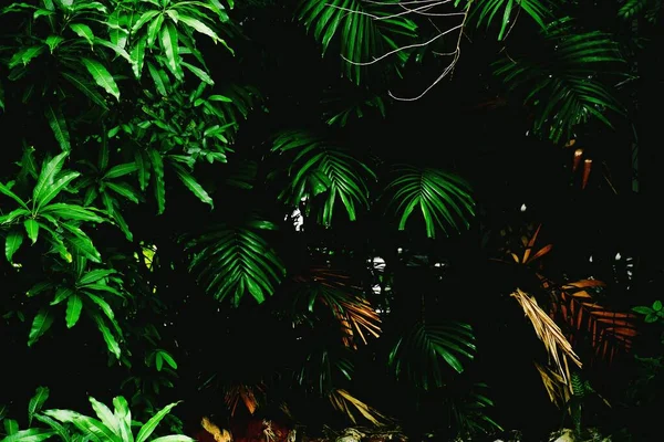 야자나무 이자연 — 스톡 사진
