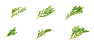 Beyaz arka planda izole edilmiş yeşil çam yaprağı ve dal koleksiyonu.