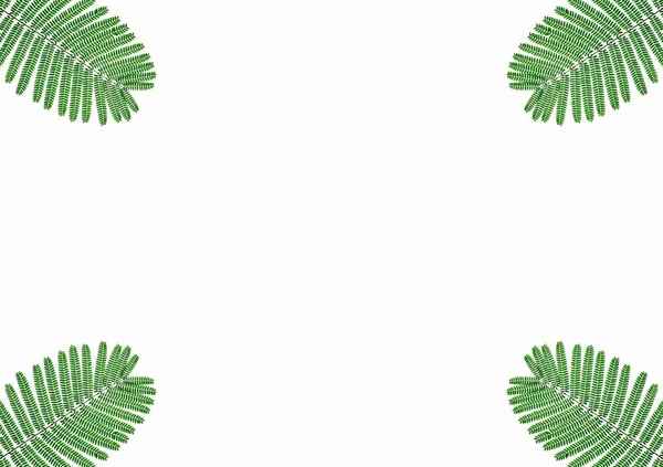 Рамка Зеленых Листьев Узор Белом Фоне — стоковое фото