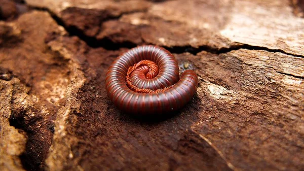 Macro Millepiedi Arancioni Marroni Legno Antico Nella Foresta — Foto Stock