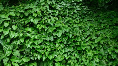 Sarmaşık yaprakları ormanda küçük bir ağacı kaplıyor.