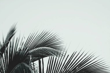 Palmiye hindistan cevizi yaprağı - vintage tarzı