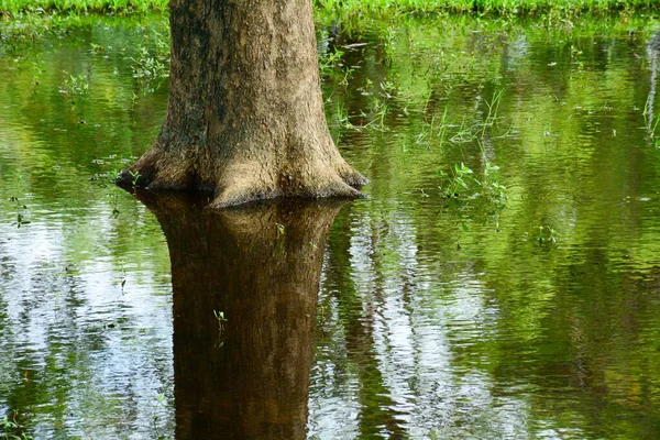 Base Árboles Estanque Con Reflexión Primer Plano — Foto de Stock