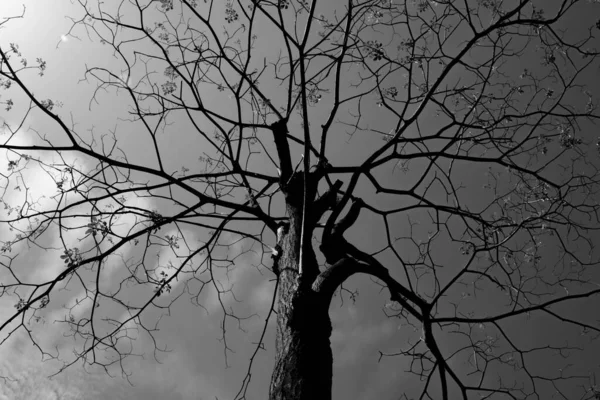 Samotne Gałęzie Drzew Niebo Monochromatyczne — Zdjęcie stockowe