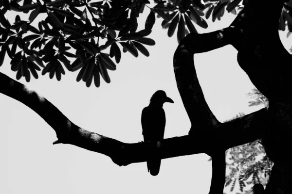 Silhouette Corbeau Sur Des Branches Arbre — Photo