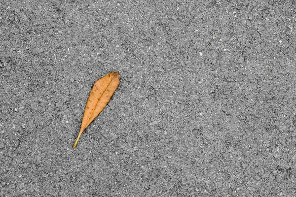 Feuilles Sèches Brunes Sur Route Asphaltée — Photo