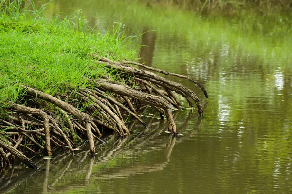 Trädrötter Skogen — Stockfoto